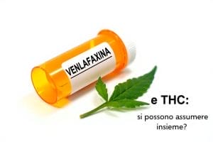 interazioni tra venlafaxina e THC si possono assumere insieme